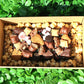 Loaded Brownie Block Gift Box
