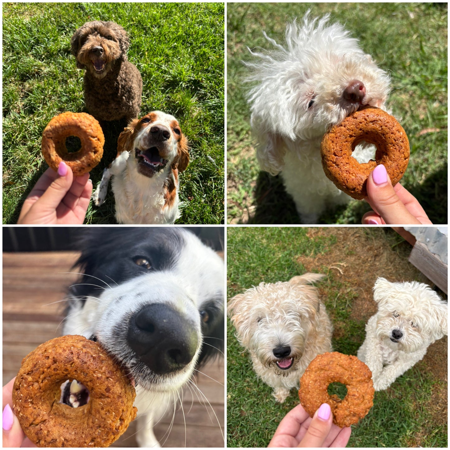 The Doggy Bouquet